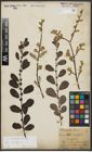 Foto von Salix aurita L.